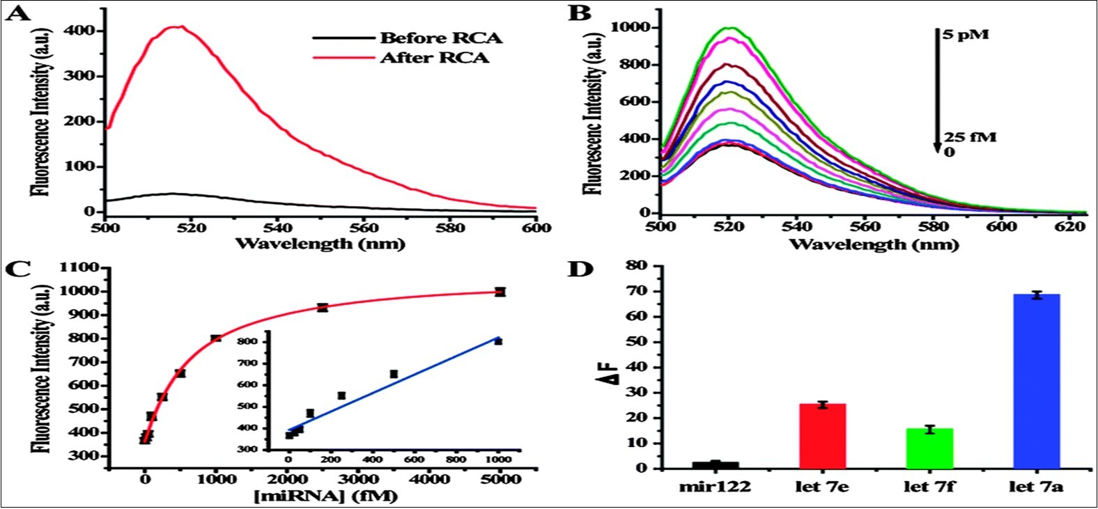 Sensitive and selective miRNA detection using the dual amplification method. (A) Fluorescence spectra before and after RCA reaction. (B) Fluorescence spectra of dual amplification method over a range of target miRNA concentrations. (C) The relationship between the fluorescence intensity change and target miRNA concentration. (D) The dual signal amplification assay differentials the let-7 family. From reference (27).