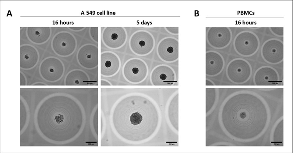 Morphology of A 549 cell line tumoroids and PBMCs aggregates within 3D CoSeedis™ chips before chip stacking for sandwich co-culture experiment. Representative microscopic (brightfield) images showing the morphology of (A) A 549 tumoroids (200 cpm) 16 hours and 5 days after cell seeding and before chip stacking for sandwich co-culture experiments and (B) PBMCs aggregates (600 cpm) 16 hours after cell seeding and before chip stacking for sandwich co-culture experiments, at 2 different magnifications (5x and 10x). Scale bars: 500 µm (upper images) and 200 µm (lower images).