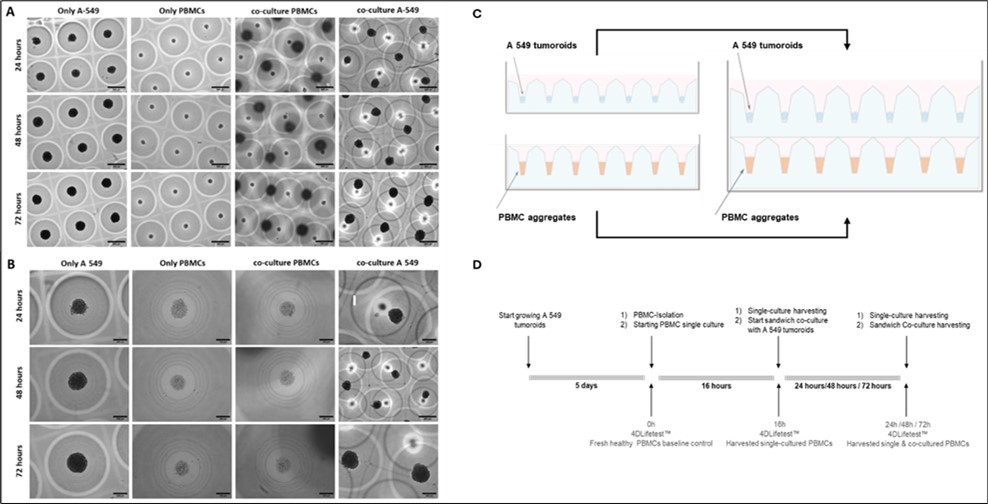 Morphology of A 549 cell line tumoroids and PBMCs aggregates within 3D CoSeedis™ chip before and during the sandwich co-culture experiment. Representative microscopic (brightfield) images showing the morphology of A 549 tumoroids (200 cpm) and PBMCs aggregates (600 cpm) at different time points (24, 48 and 72 hours) either under mono-culture condition (A 549 alone and PBMCs alone) or sandwich co-culture condition (co-culture A 549 and co-culture PBMCs) at lower magnification (5x) (A) and higher magnification (20x) (B). (C) Schematic setup of the sandwich co-culture configuration used in this study. (D) Experimental setup defining sample and control time points.