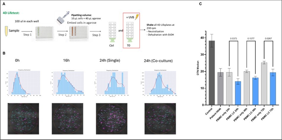 4D Lifetest™ DNA Fragmentation Analysis (DDS) over time of sandwich co-culture. Schematic representation of experimental setup of the 4D Lifetest™ (A). DNA fragmentation in PBMCs was measured at 0h (after seeding), 16h (0h sandwich co-culture) and 24h mono- and sandwich co-culture, respectively. (B) Fragmentation was visualized using SYBR™ Gold nucleic acid stain and measured as a percentage of fluorescent intensity in the tail vs. total. Representative fluorescent intensity graphs of tail fragments are shown in the upper panels (corresponding Comet Assay images in the lower panel). (C) DDS effect on PBMCs 24, 48, and 72 hours after sandwich co-culturing with lung cancer (LC) tumoroids. Control depicts DTN of PBMCs from a healthy donor before freezing to verify that the cells survived transport without impact on DNA fragmentation. Patient H046 control shows DNA fragmentation after thawing but before culturing.
