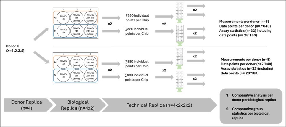 Scheme of the experimental setup. PBMCs from healthy donors were seeded onto 3D CoSeedis™ chips. For each donor, 12 CoSeedis™ chips were seeded (4 replicates per condition). Three different conditions were evaluated: PBMCs in monoculture for 16h; PBMCs monoculture for 24h hours; and PBMCs in sandwich co-culture for 24h with A549 tumoroids. PBMCs were seeded and 16h later, 4 chips were harvested to perform the 4DLifetest™, and the remaining chips were transferred into a new plate. 4 chips containing PBMCs were kept in single culture conditions, while the remaining 4 chips were co-cultured with A549 tumoroids for 24h. After 24h, all the PBMCs (both in monoculture and sandwich co-culture) were harvested, frozen, and DNA fragmentation was assessed via 4D Lifetest™. After every replication (amplification) step, a T-test was performed to determine the statistical probability (p-values).