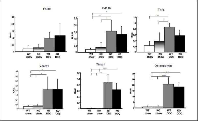 Figure 5. Pnpla3 deficiency does not affect inflammatory parameters associated with biliary fibrosis or cholangitis in a DDC mouse model diet. F4/80 expression was unchanged, whereas CD11b expression increased upon DDC in WT and Pnpla3 KO to the same degree. TNFa expression increased in WT mice fed with DDC, when Vcam-1, Timp1 and osteopontin expression increased by DDC feeding to the same level in WT and Pnpla3 KO.