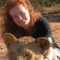 Mammal Research -African lions (Panthera leo)-Jackie Abell